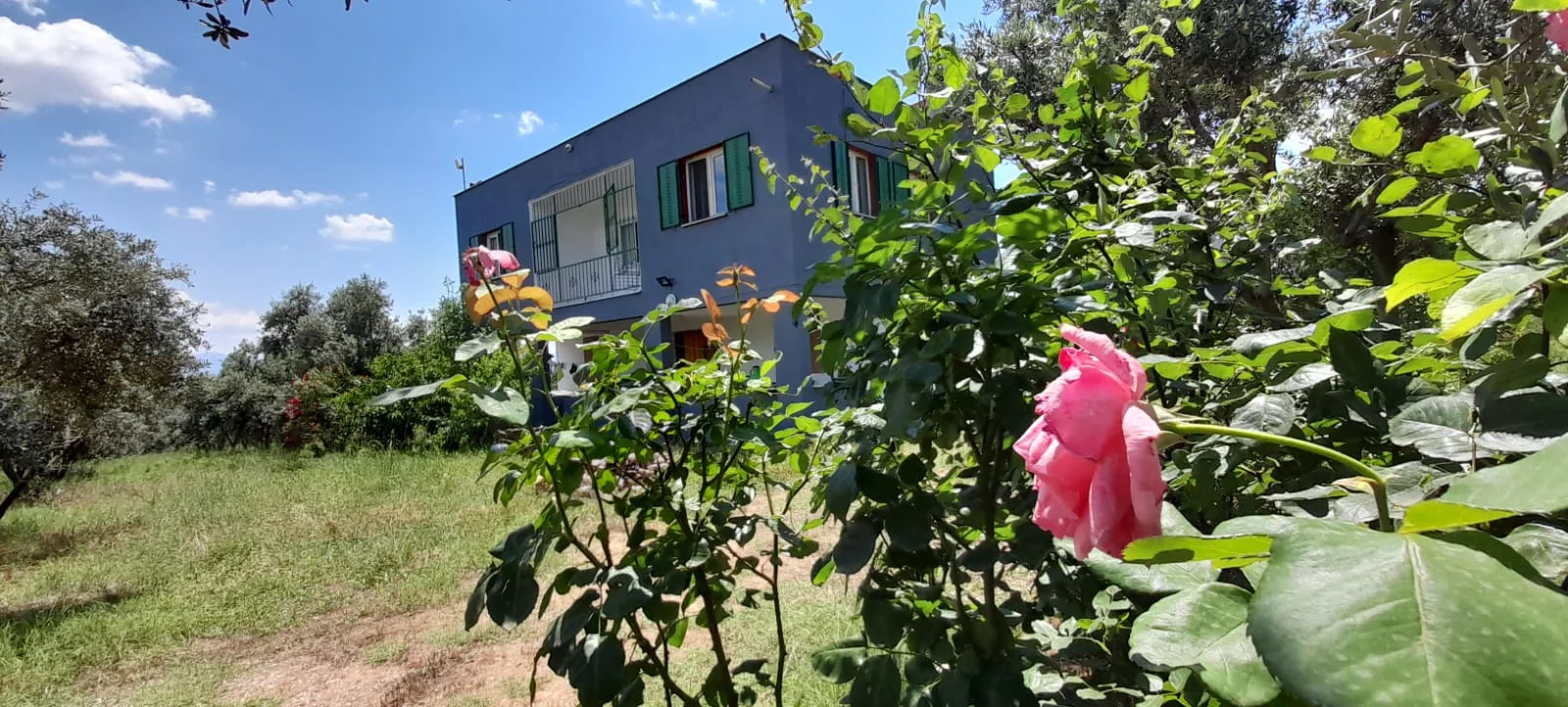 ÖDEMİŞ MURSALLI 40.000 m2 ZEYTİNLİK 